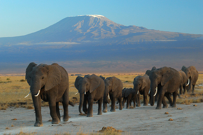 Elefanten vor dem Kilimanjaro – wegen Wilderei wurde die Zahl der Elefanten in den letzten 50 Jahren mehr als halbiert © Amoghavarsha via Wikimedia
