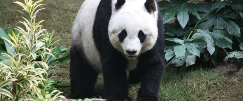 Die Macht der Niedlichkeit: Chinas Panda-Diplomatie