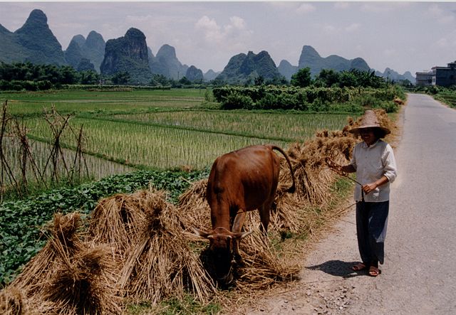 Reform der Landnutzungsrechte in China: Ein Geschenk an die Landbevölkerung?