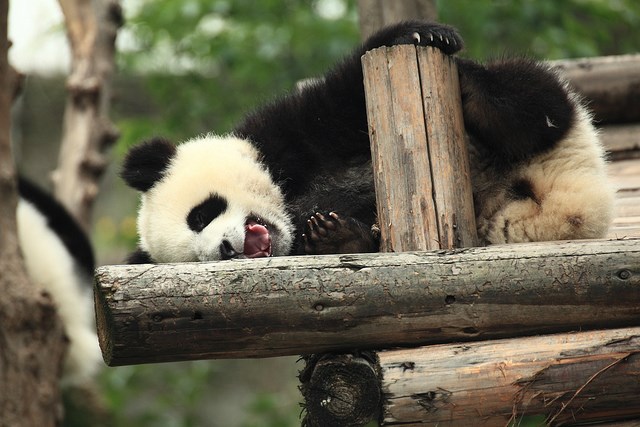 Zoos in China: Traurige Pandas, grausame Pfleger und aufgeregte Netzbürger